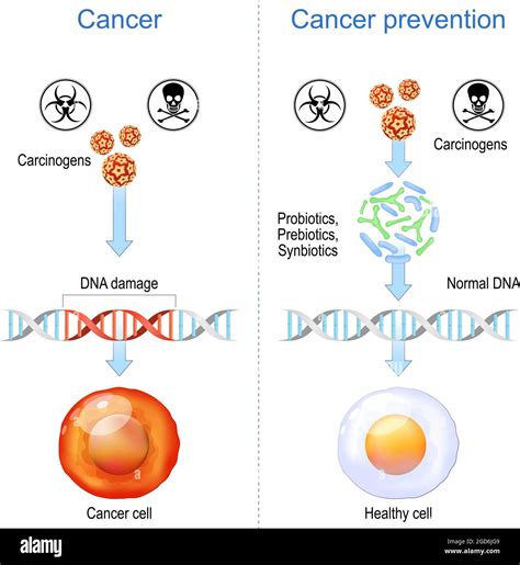 Carcinogens and DNA damage.